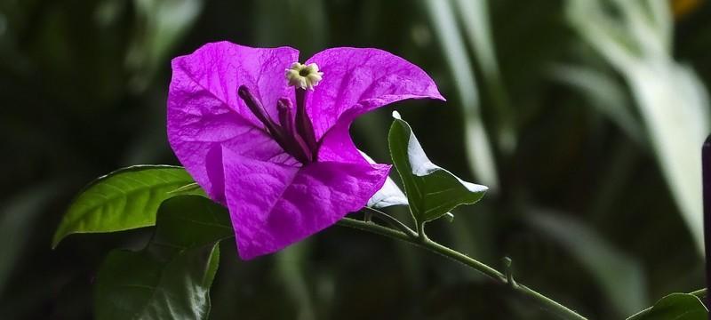富士S100的性能与特点（全新一代数码相机的领先之处）